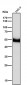 Anti-PAX6 Rabbit Monoclonal Antibody
